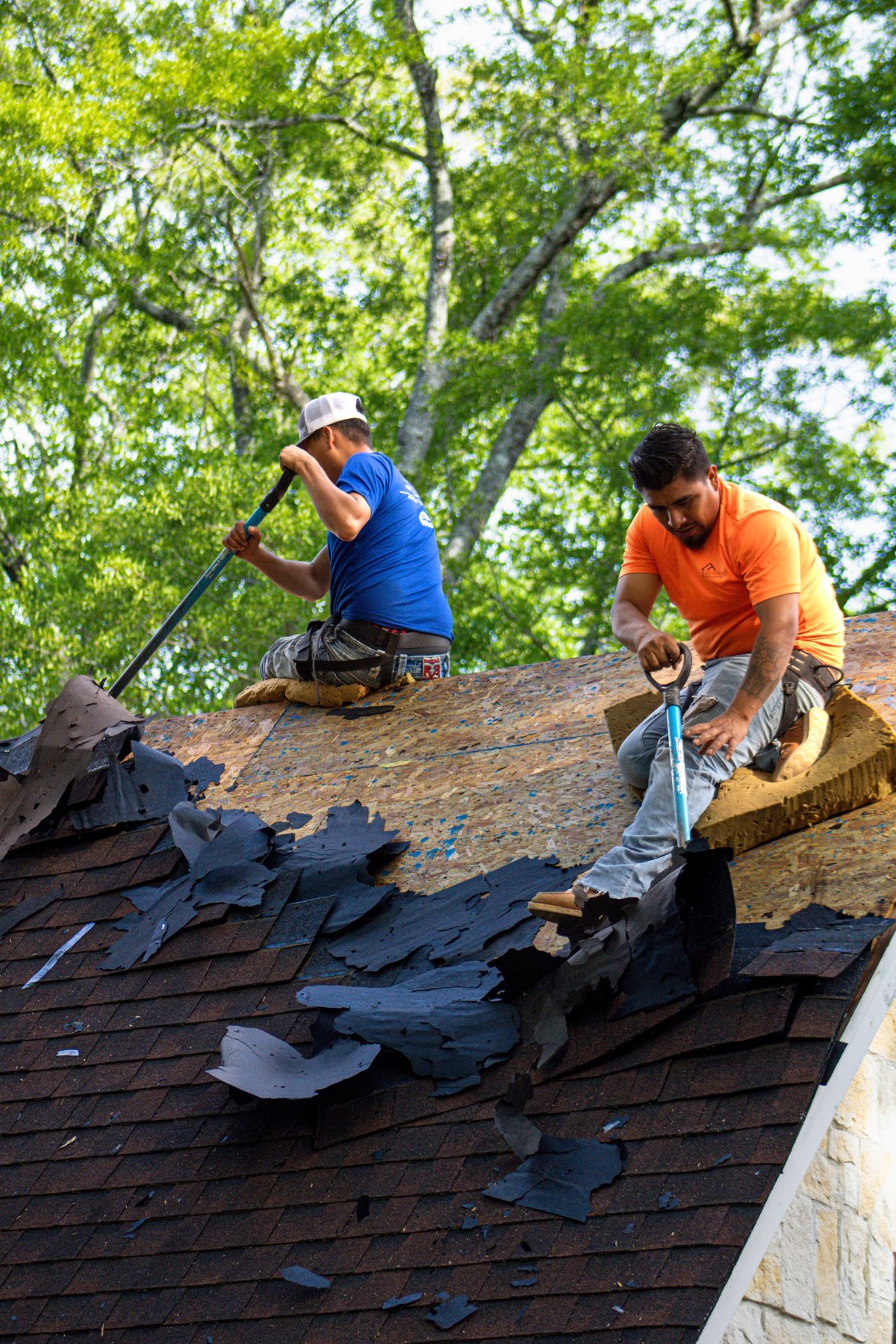 Two workers removing old shingles from a residential roof on a sunny day with green trees in the background
